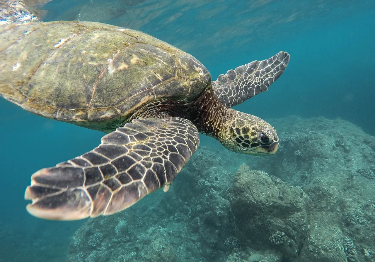 Sea Turtle 1