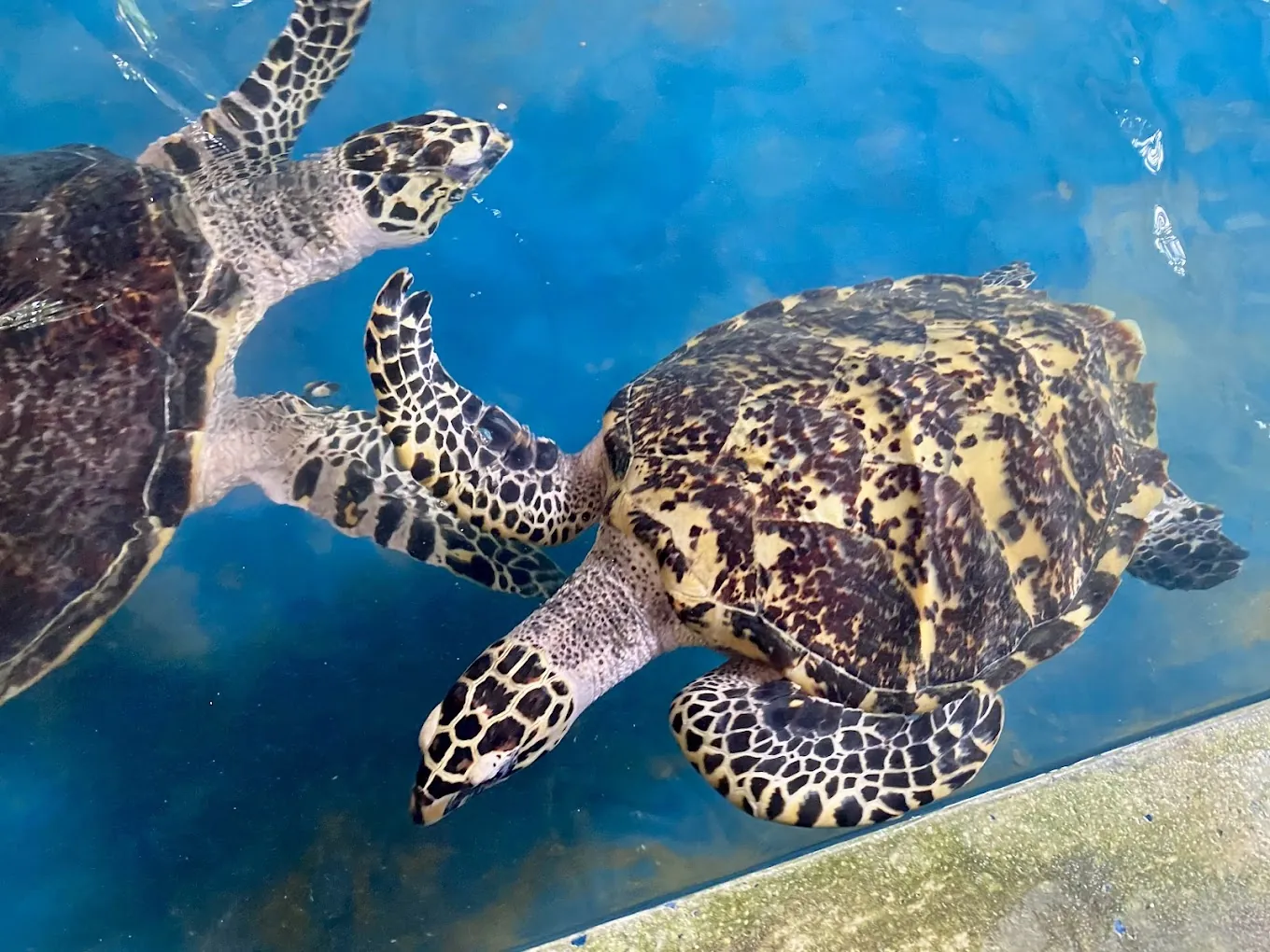 Sea Turtle 10
