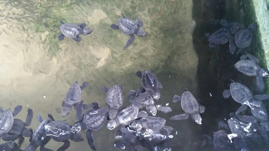 Sea Turtle 12