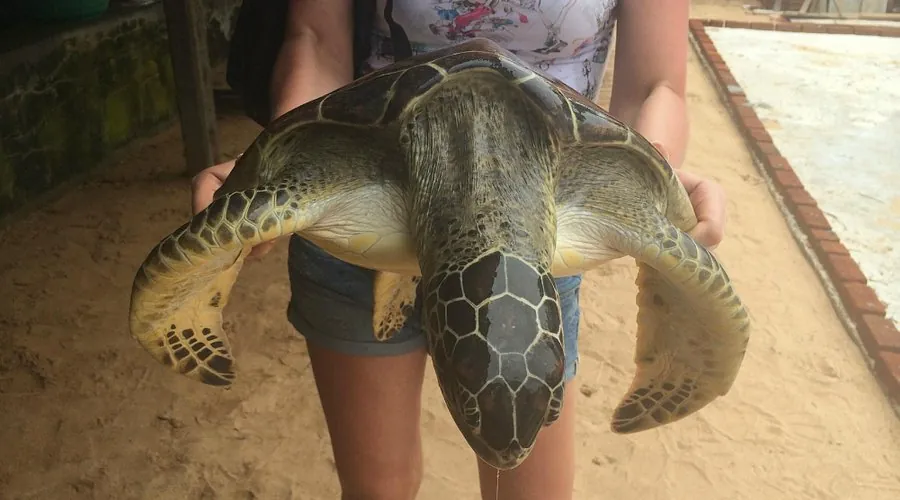 Sea Turtle 13