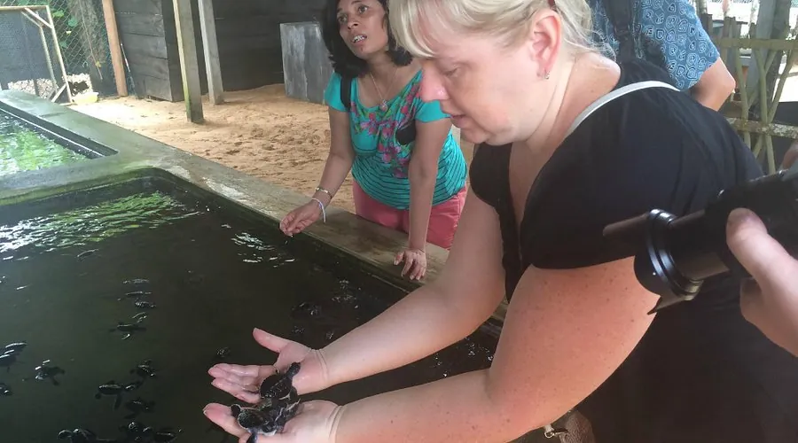 Sea Turtle 14
