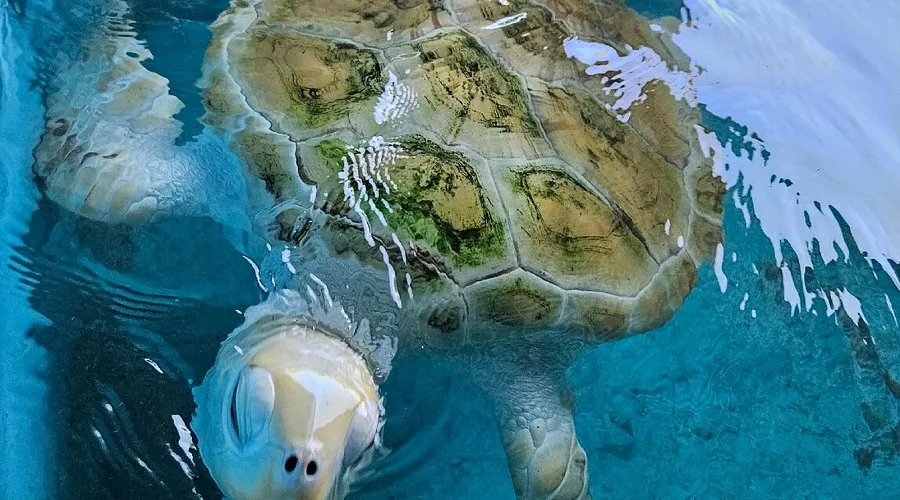 Sea Turtle 17