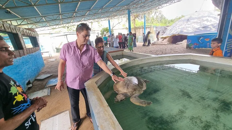 Sea Turtle 18