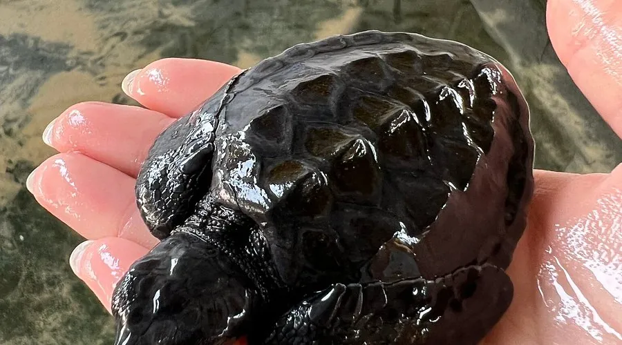 Sea Turtle 19