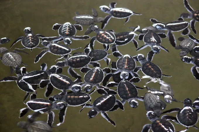 Sea Turtle 2