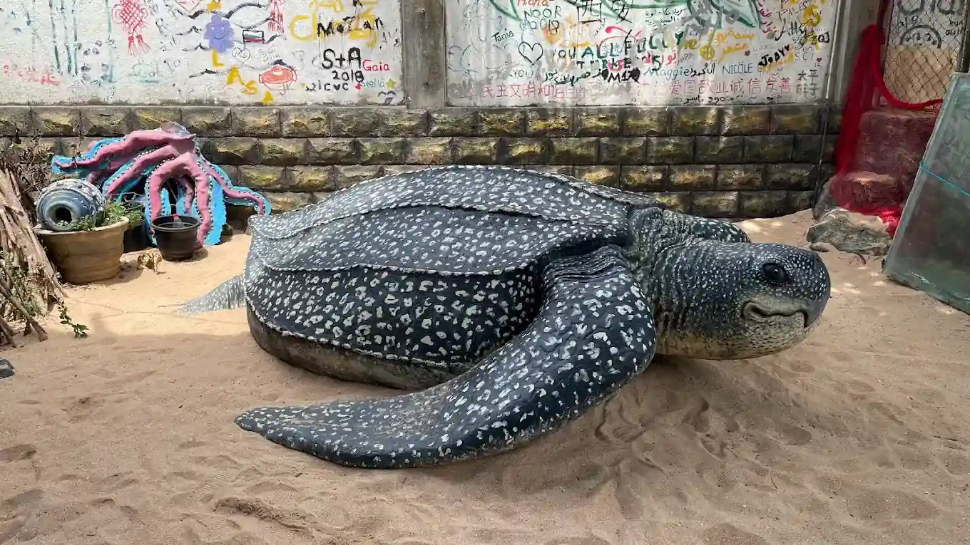 Sea Turtle 20