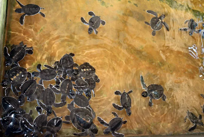 Sea Turtle 3