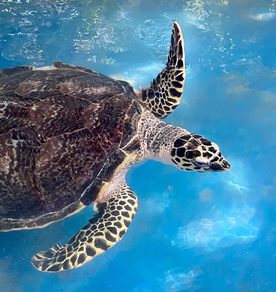 Sea Turtle 4