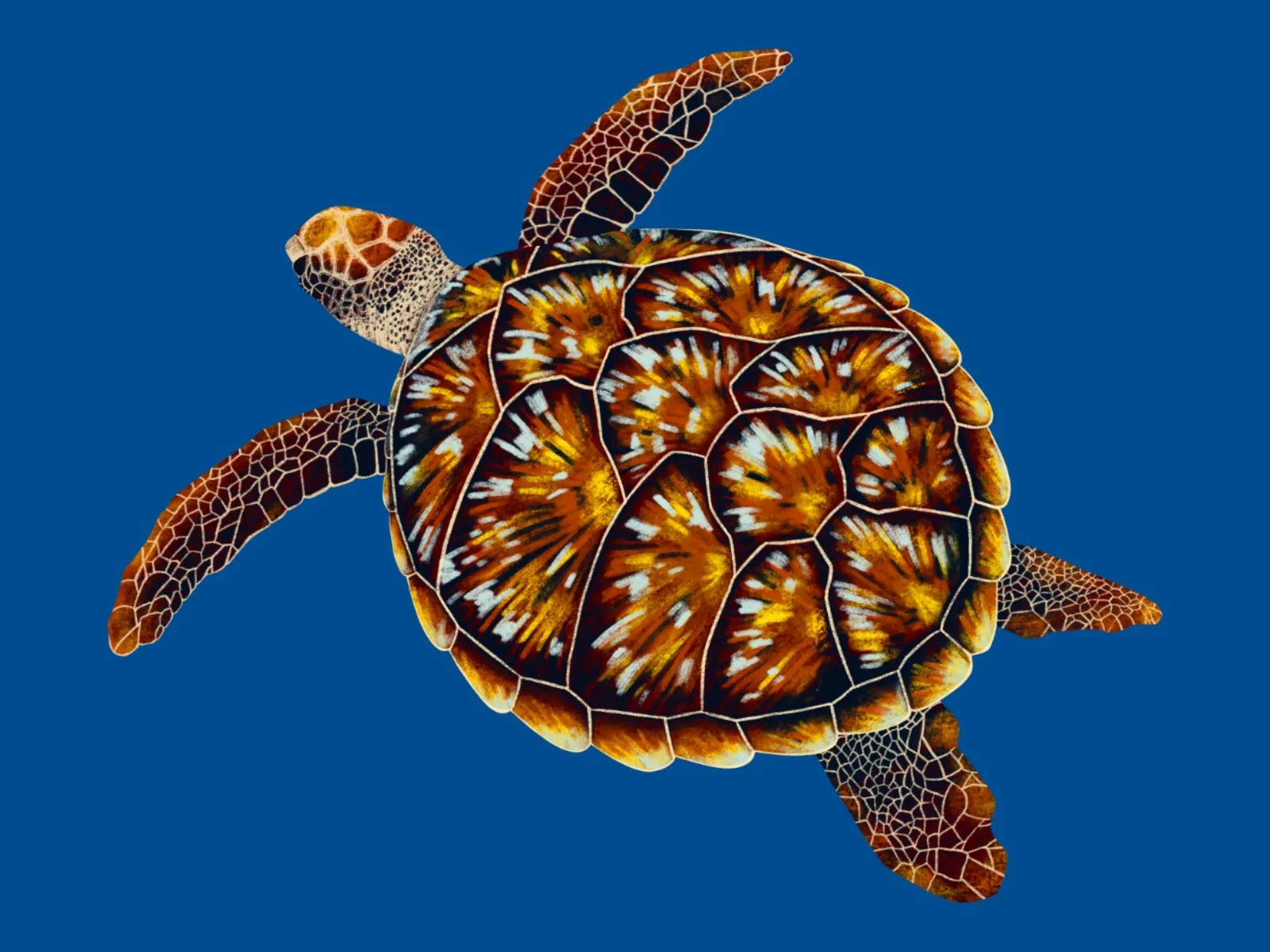 Sea Turtle 5