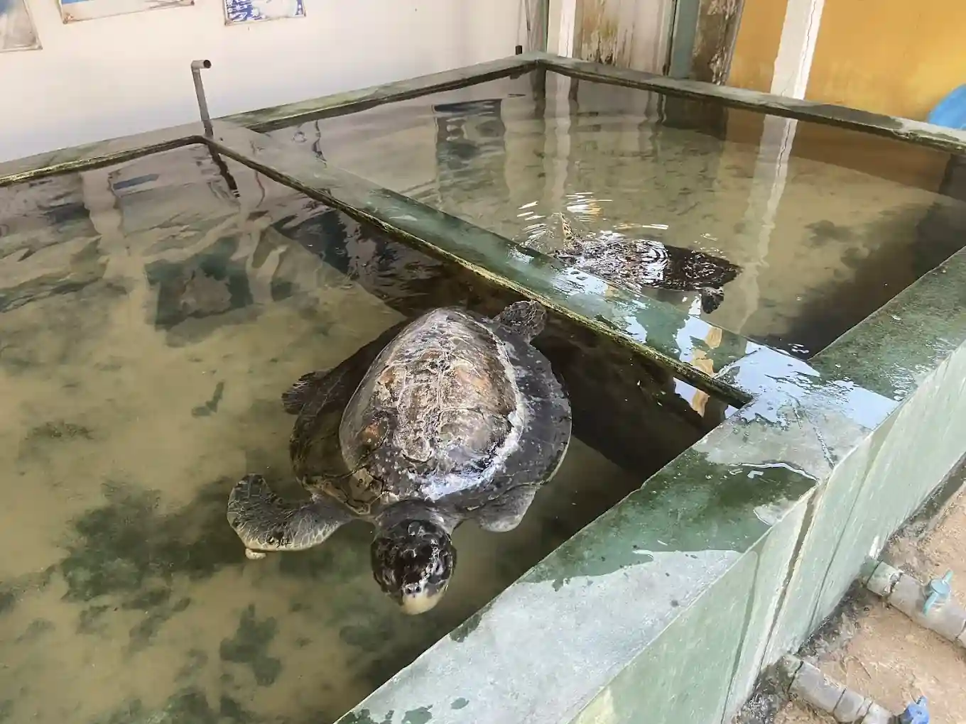Sea Turtle 6