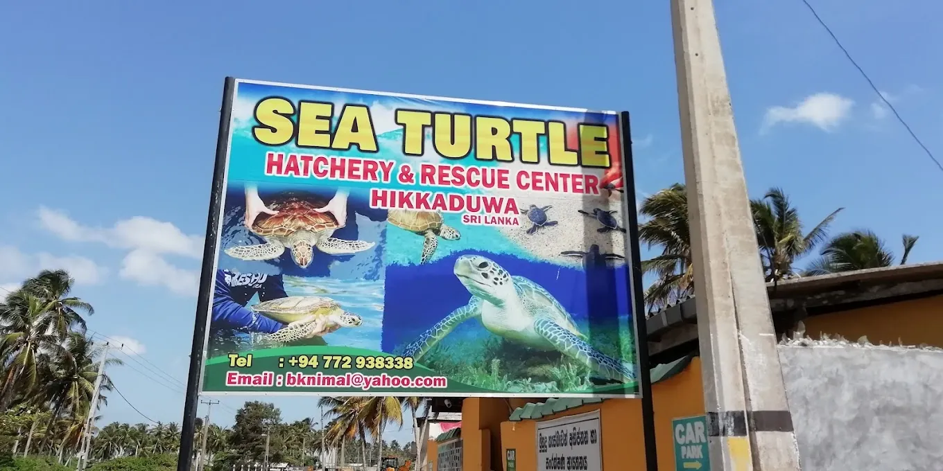 Sea Turtle 8