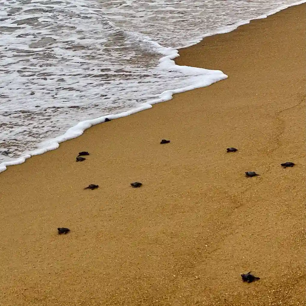 Sea Turtle 9