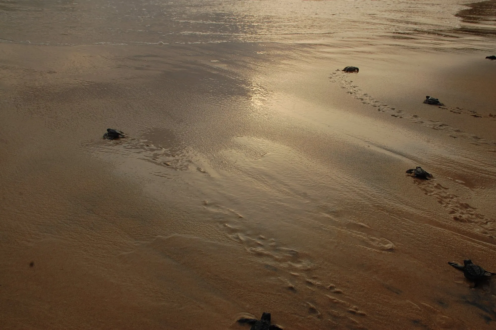 About Us Turtle Sanctuary