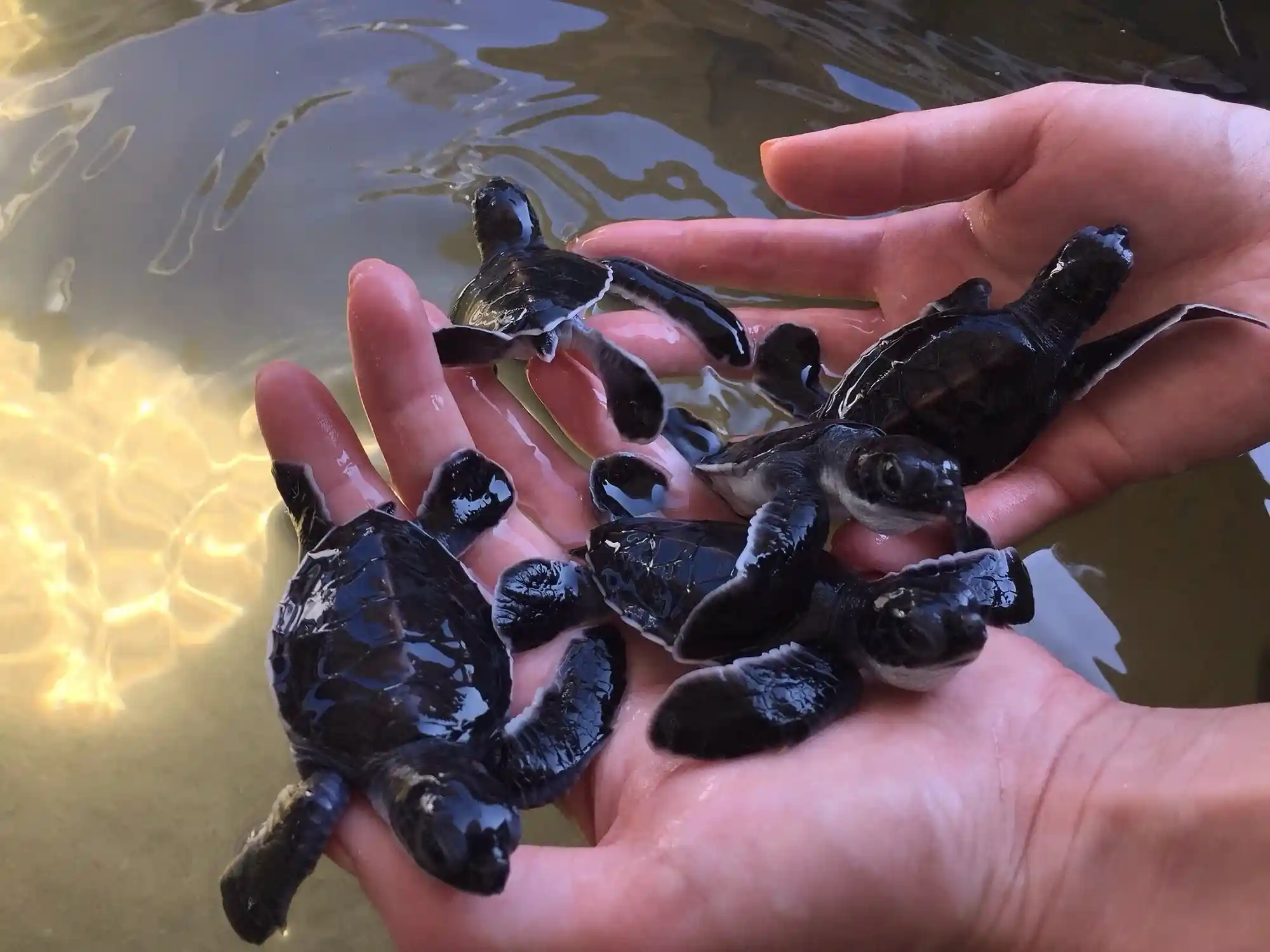 Sea Turtle swimming