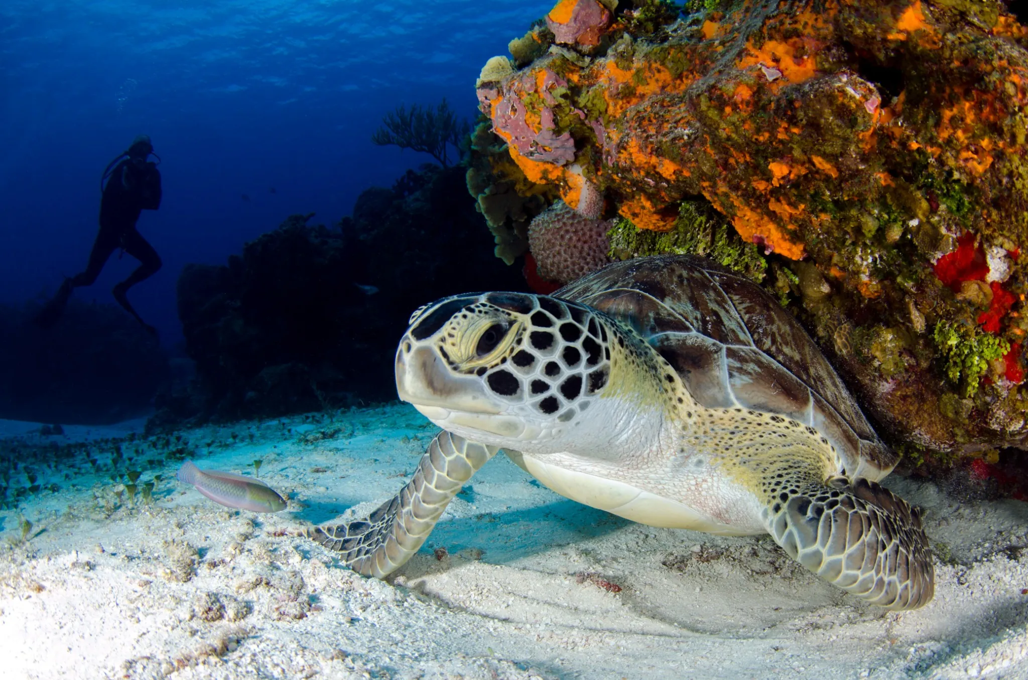 Hawksbill Turtle