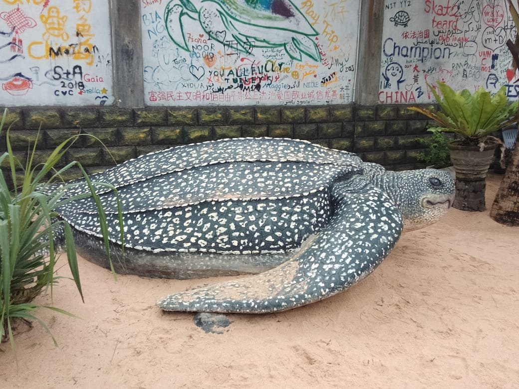 Leatherback Turtle