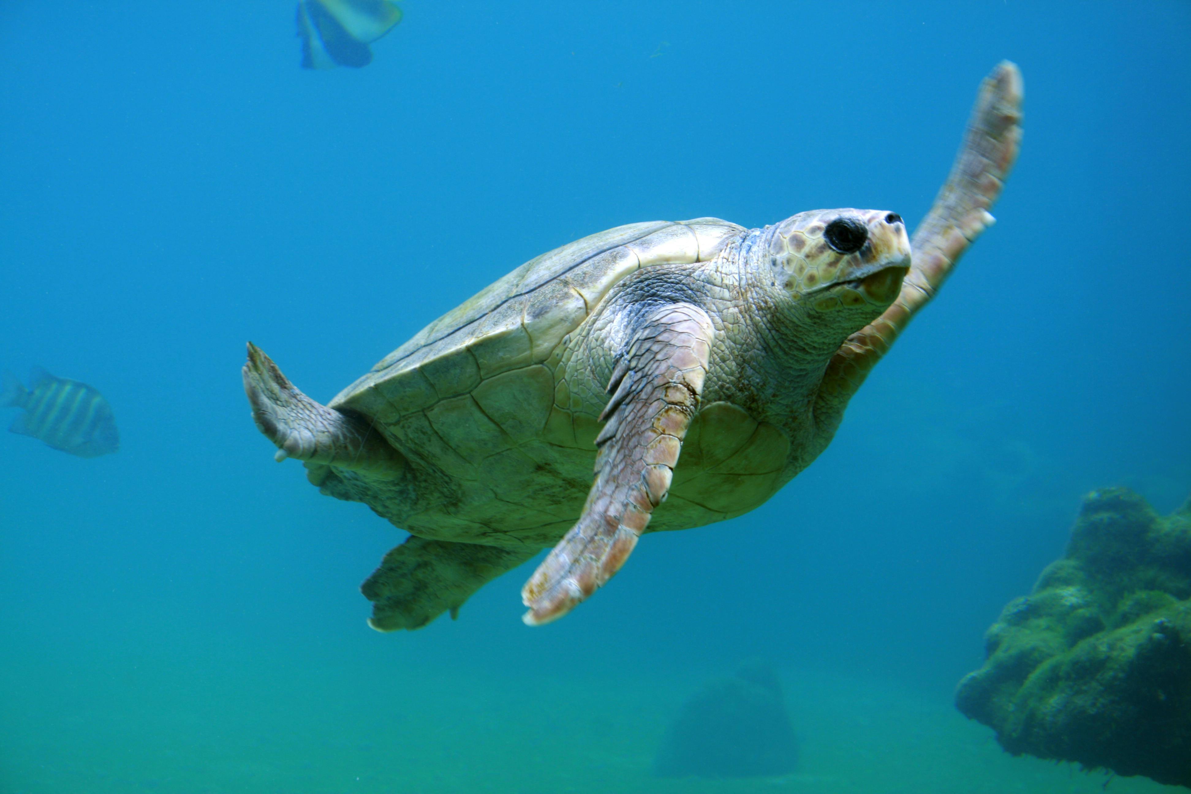 Loggerhead Turtle