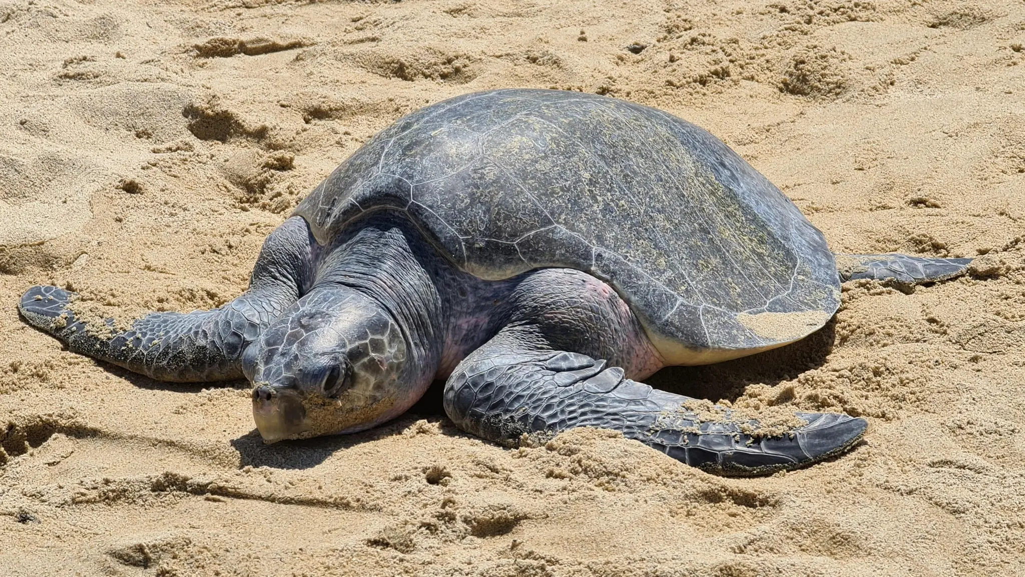Olive Ridley Turtle