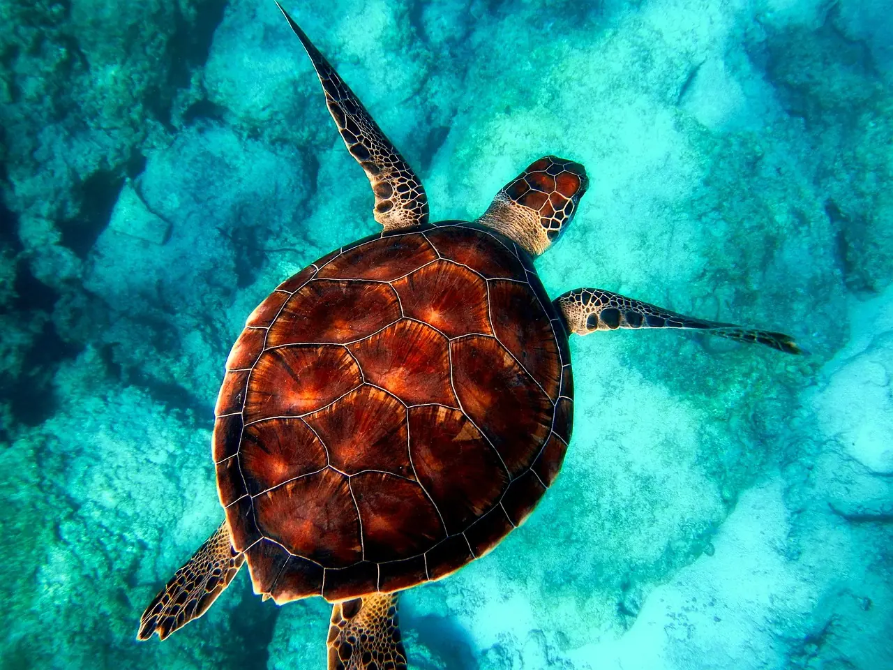 Sea Turtle Sri Lanka Beach